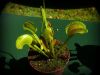przykładowa sprzedawana roślina / exemplary plant for sale